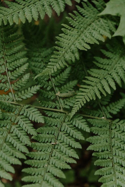 Close-up of Fern Plant Leaves
