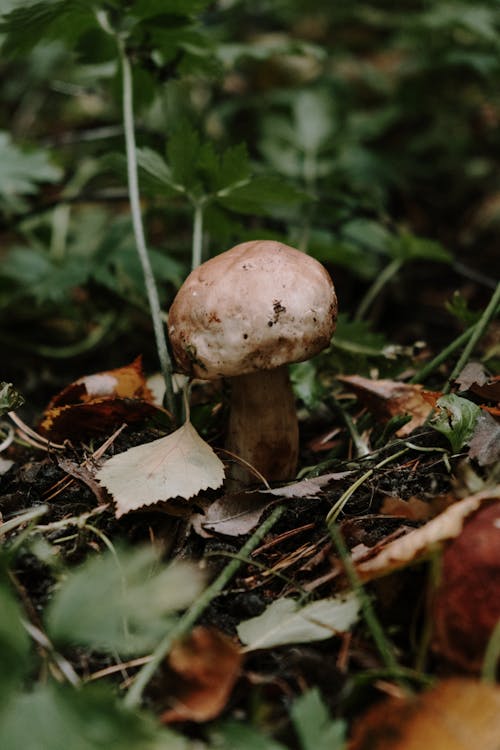 Brauner Pilz Auf Braunen Getrockneten Blättern