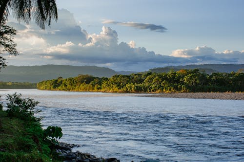 Green Trees Beside Body of Water Under Cloudy Sky