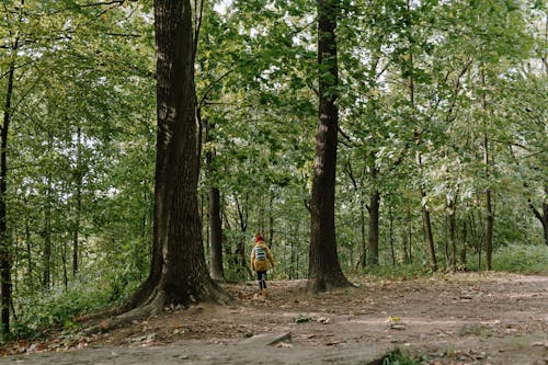 無料 木々の間の経路を歩いているオレンジ色のジャケットの人 写真素材