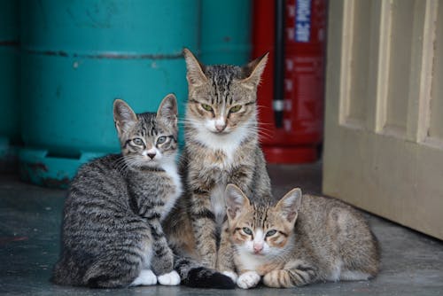 Foto profissional grátis de animais de estimação, animal doméstico, bigodes de gato