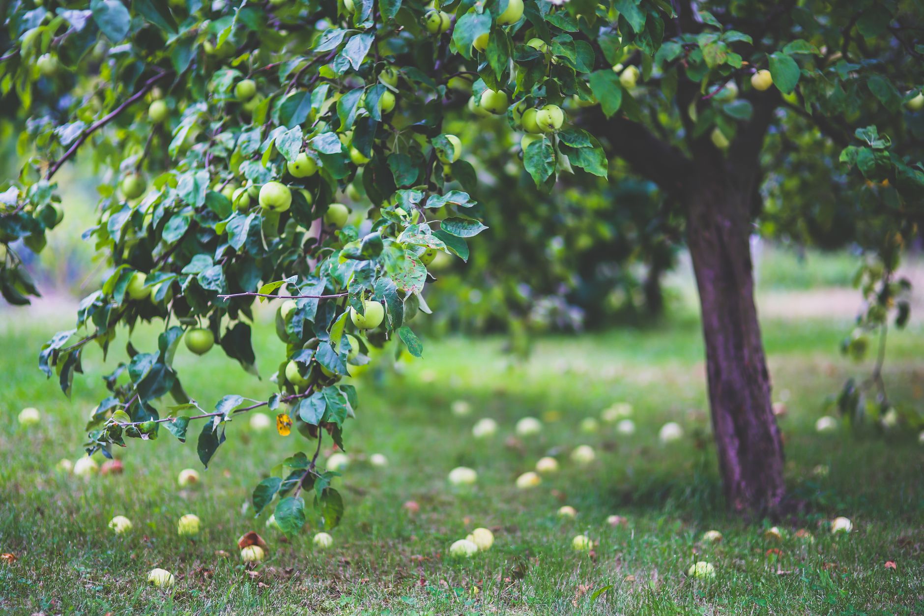 First Bramley apple tree garden listed for sale