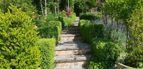 Free stock photo of garden, stairs