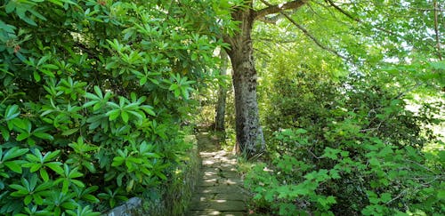Free stock photo of greenery, nature, pathway