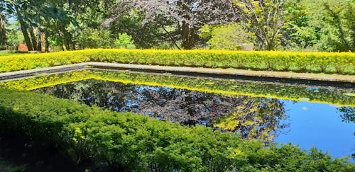 Free stock photo of hedges, outdoors, pool