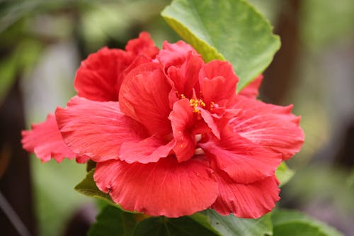 Close up of a Red Flower