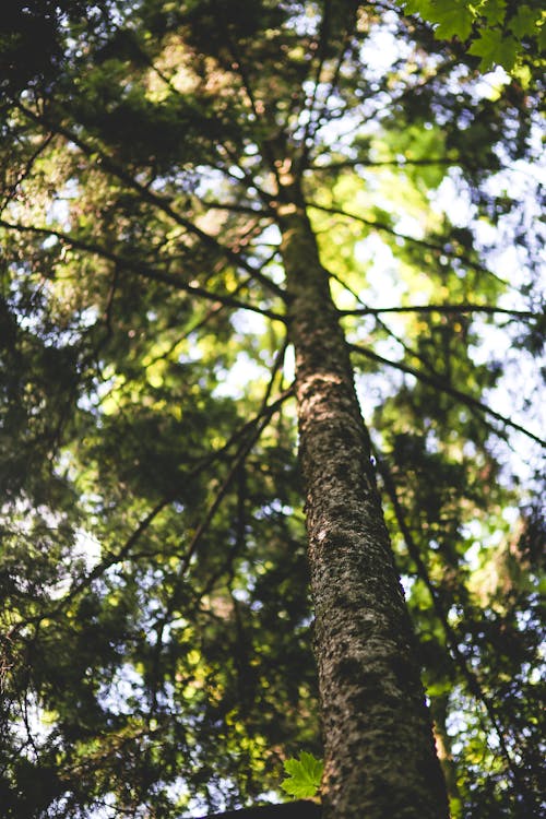 bezplatná Základová fotografie zdarma na téma borovice, kůra, les Základová fotografie