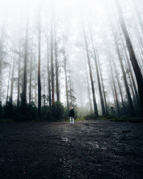 Man in Black Jacket Standing Near Tall Trees during Foggy Weather