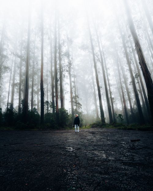 Free A lone person stands amidst towering trees shrouded in mist, embodying solitude and exploration. Stock Photo