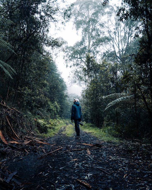 Man in Blue Jacket Walking on Dirt Pathway Between Green Trees