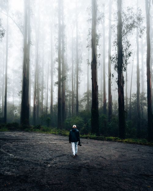Free A person walking alone in a foggy forest, creating a sense of solitude and adventure. Stock Photo