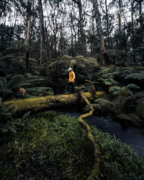 Fotobanka s bezplatnými fotkami na tému dažďový prales, džungľa, exteriéry