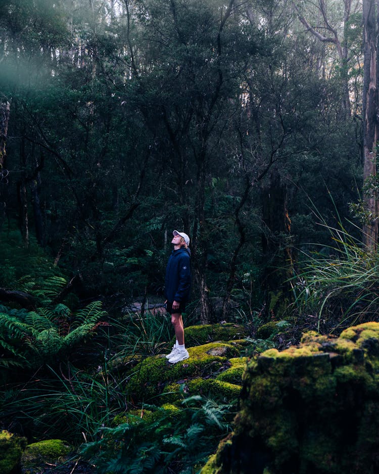 A Man Looking Up In The Forest