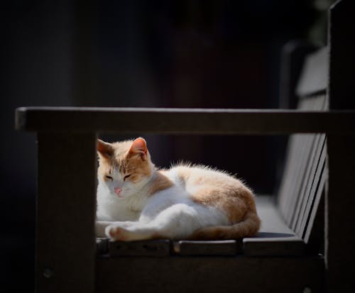 White and Orange Cat Lying on a Bench