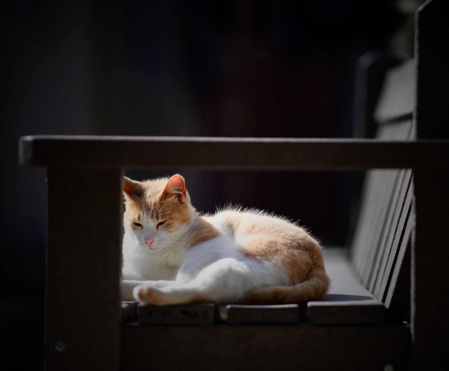 Portrait of a cat at a veterinary clinic