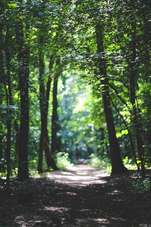Foto stok gratis hutan, jalur, pohon