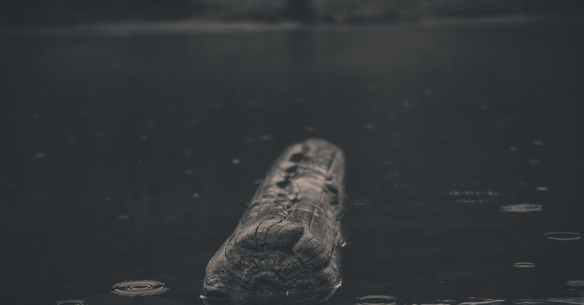 Free stock photo of lake, log, rain