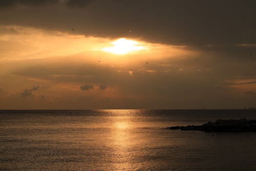 Silhouette of Birds Flying over the Sea during Sunset