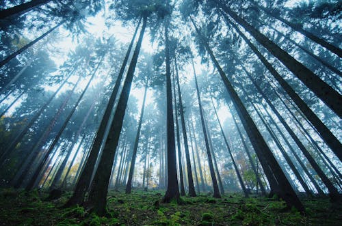 Fog in Forest