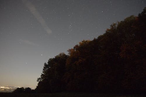 Základová fotografie zdarma na téma hvězda, obloha, strom