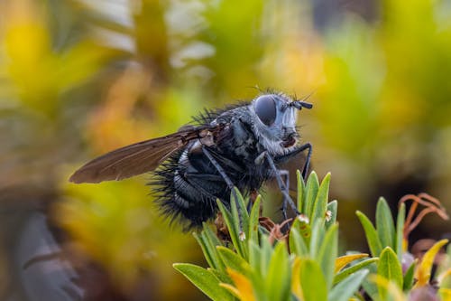 Extreme Close-up of a Fly Sitting on a Plant