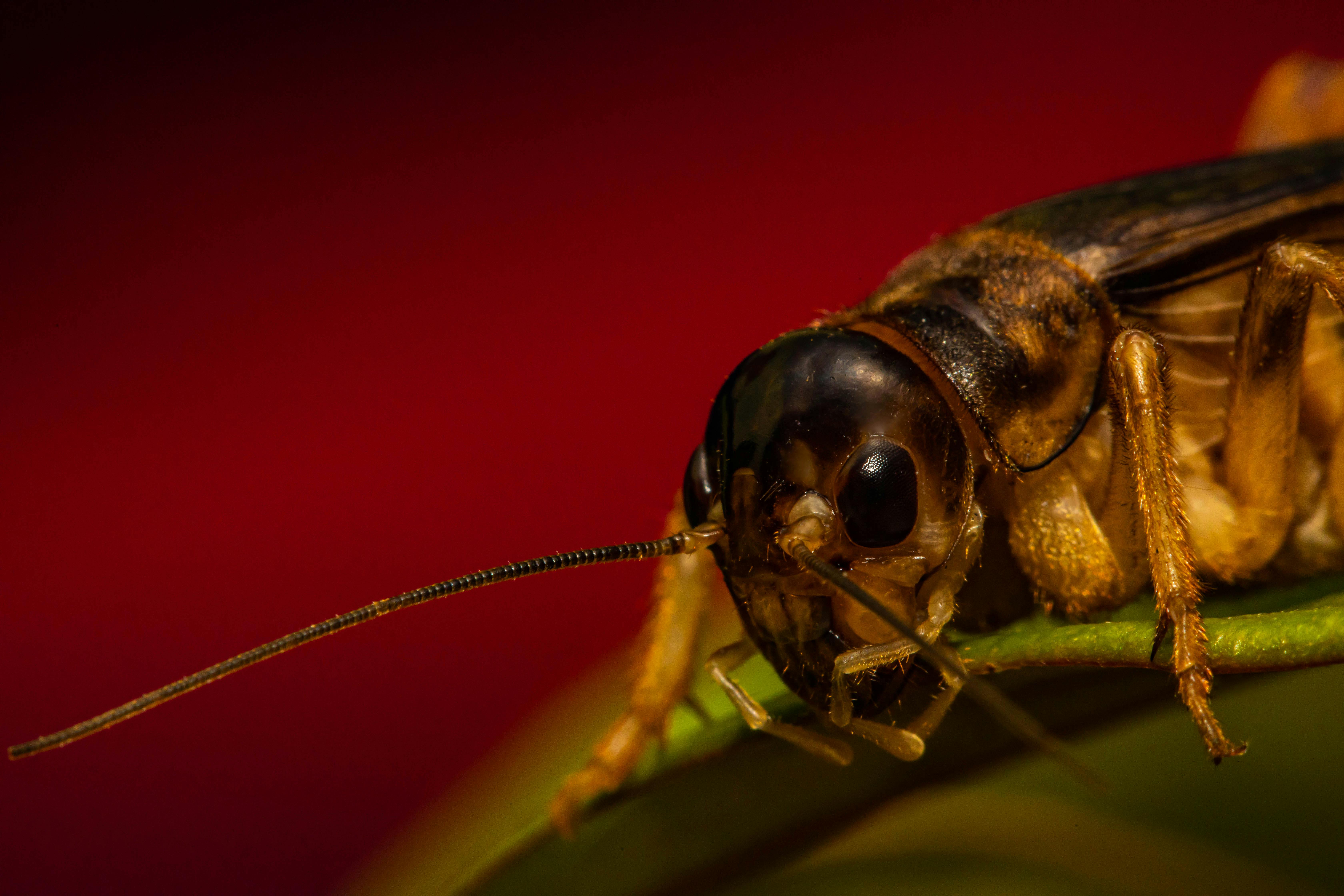 macro photography of cricket