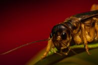 Macro shot of a cricket resting on a leaf with a vibrant red background.