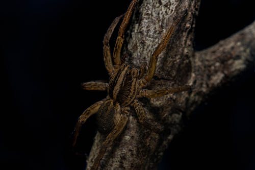 Free Brown Spider on Tree Branch Stock Photo