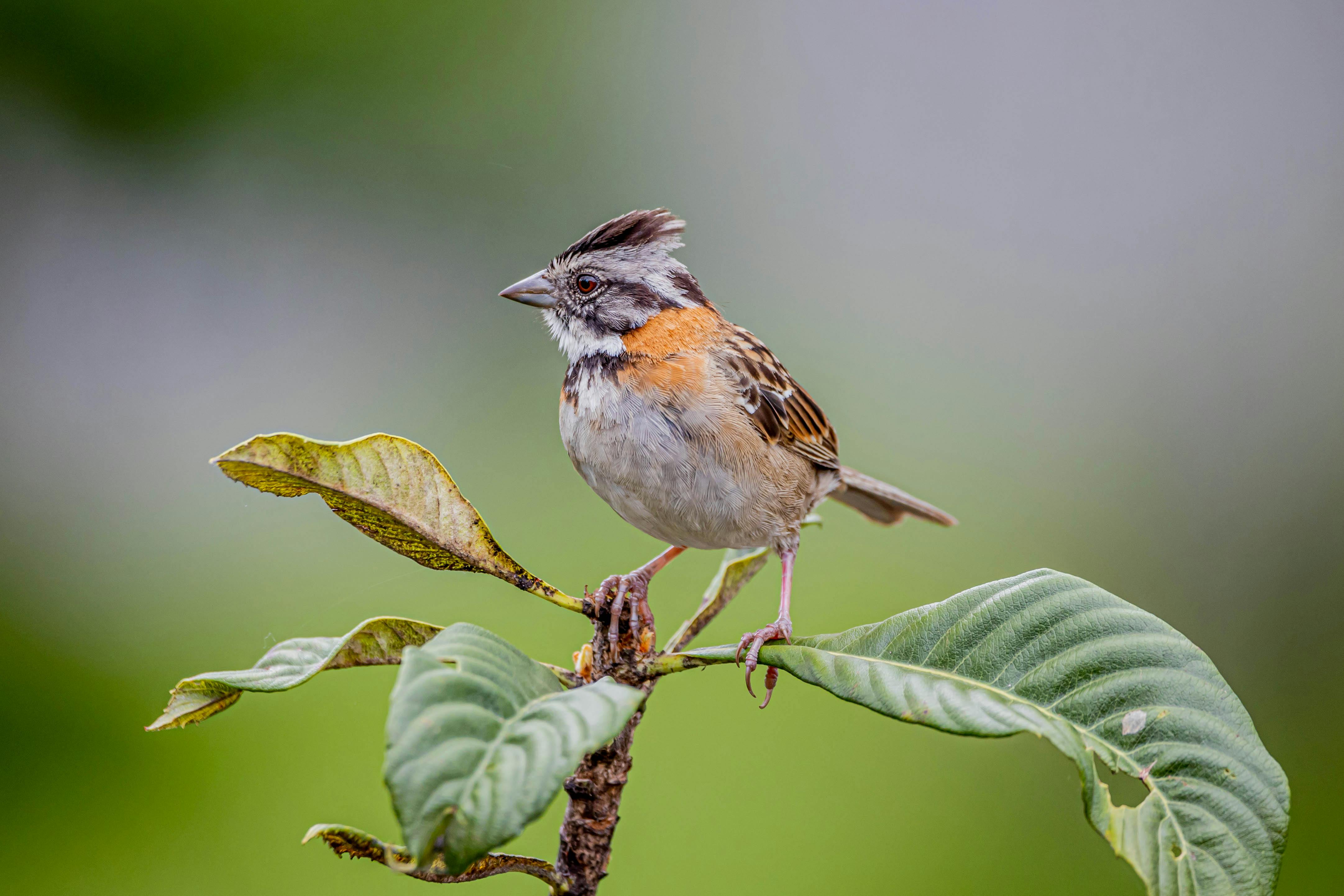 Bird Perching On A Branch · Free Stock Photo