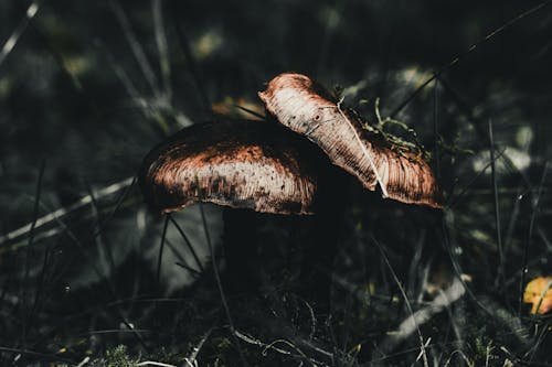 Close-up of Mushrooms in a Forest 