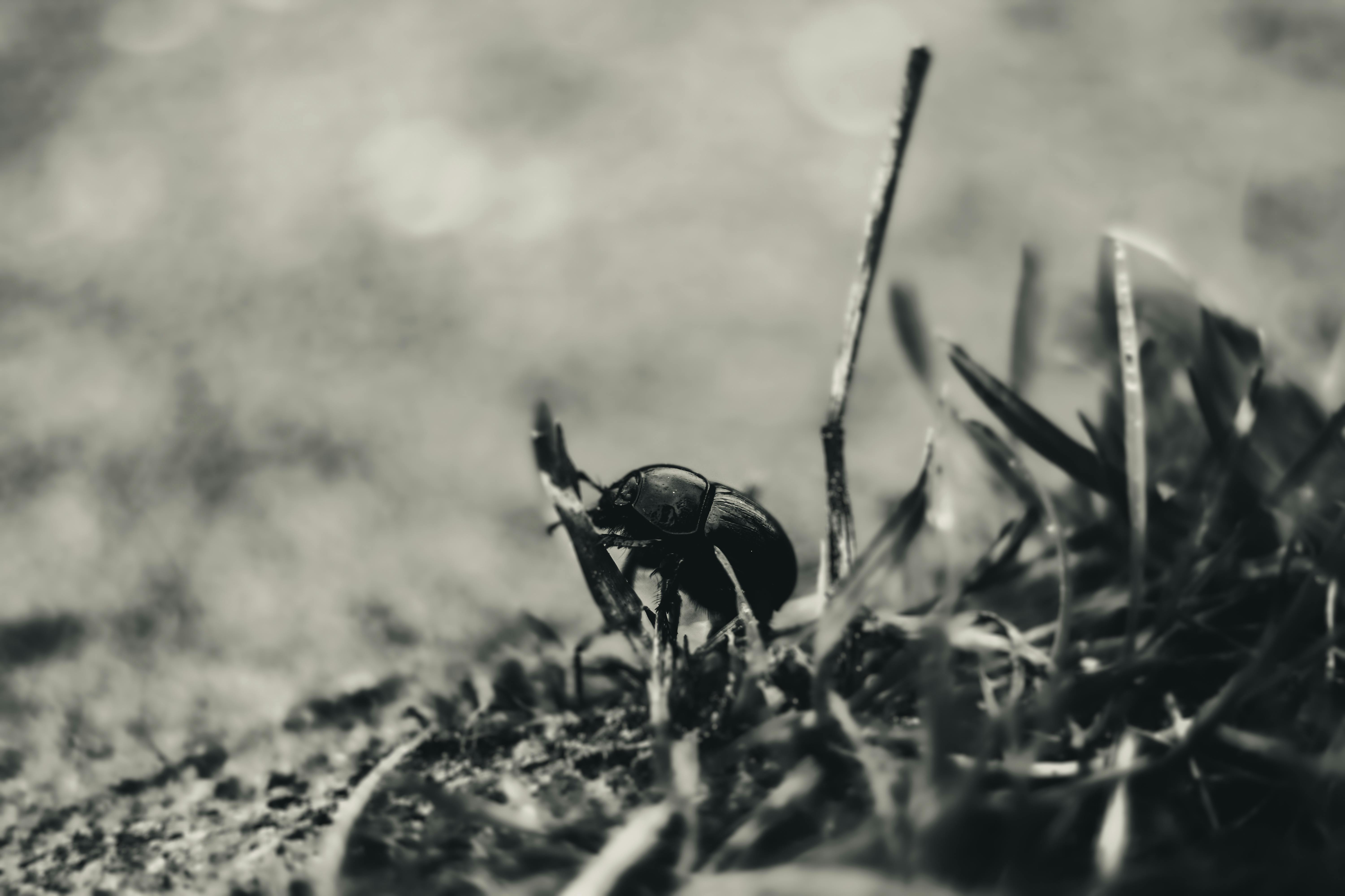 Black and white photograph of a beetle amidst grass, showcasing nature's details.