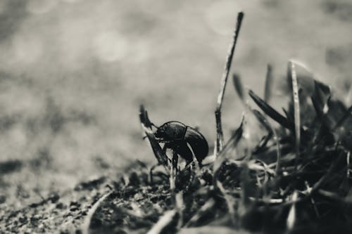 Fotos de stock gratuitas de animal, Beetle, blanco y negro