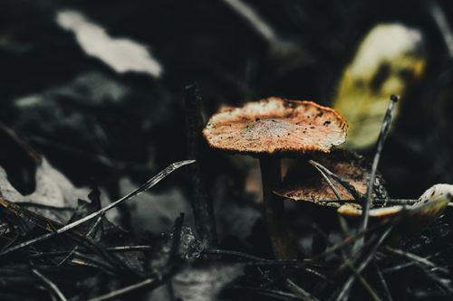 Free Close-up of mushrooms on a forest floor, capturing a moody autumn scene. Stock Photo