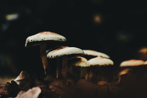 Close-Up Shot of Forest Mushrooms on the Ground