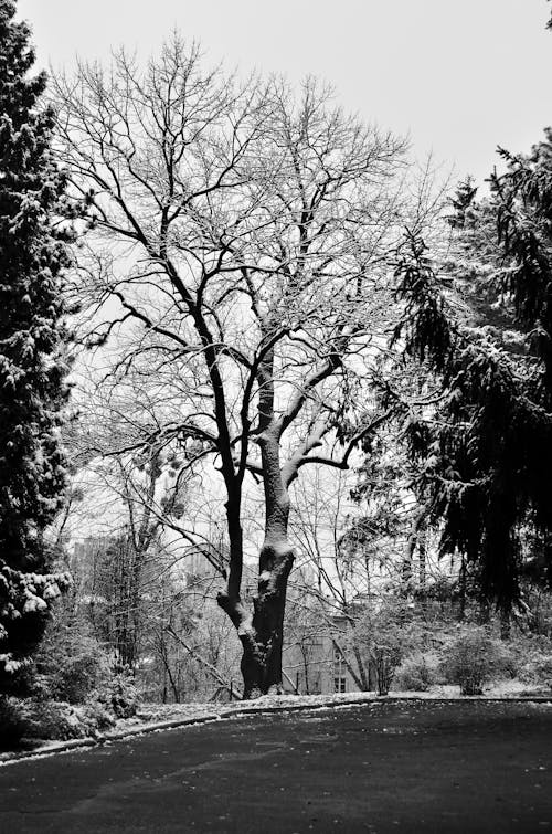 Grayscale Photography of Snow Covered Trees