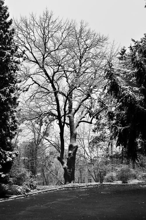 Free A black and white photo of snow-covered trees in a winter forest. Stock Photo