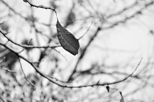 Бесплатное стоковое фото с ветви деревьев, зима, лист