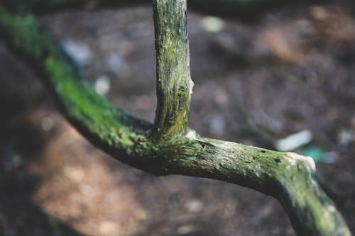 Fotos de stock gratuitas de agua, al aire libre, árbol