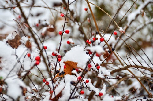 Snow Covered Red Berries 