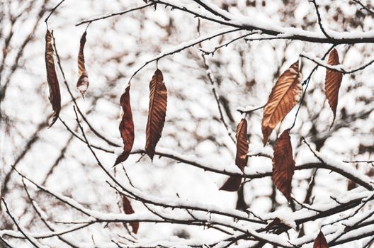Close-up of the Last Brown and Dry Leaves Hanging on a Tree in Autumn 