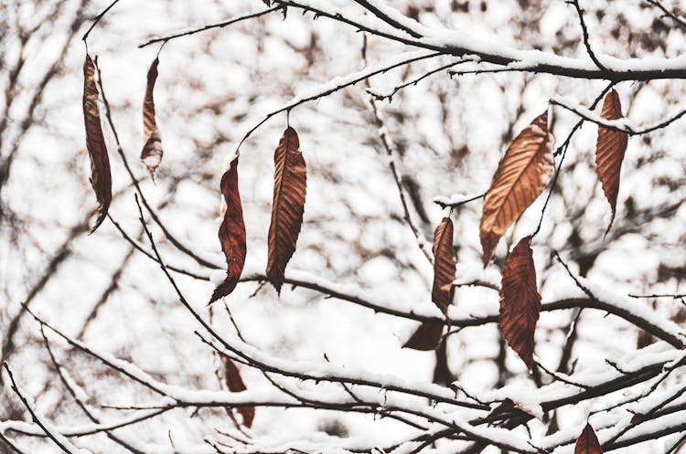 Close-up Of The Last Brown And Dry Leaves Hanging On A Tree In Autumn 