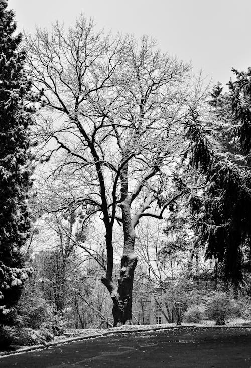 Foto d'estoc gratuïta de arbre, bagul, blanc i negre