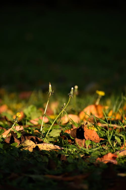 Free Brown Fallen Leaves on Green Grass Stock Photo