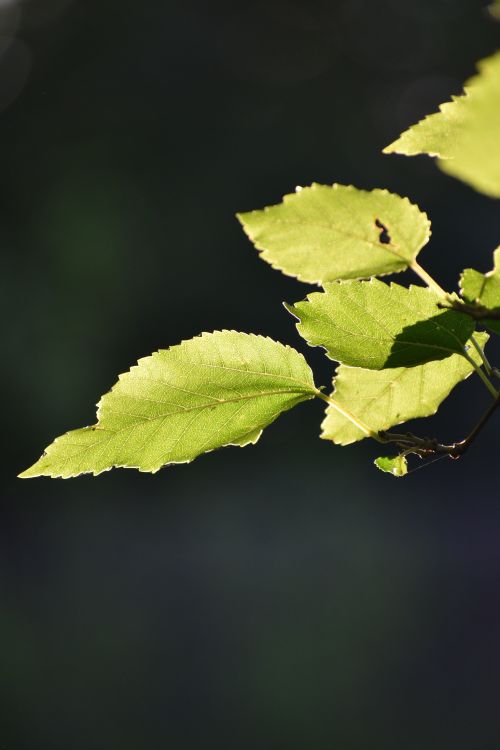 Free A close-up of vibrant green leaves illuminated by sunlight, set against a dark background. Stock Photo