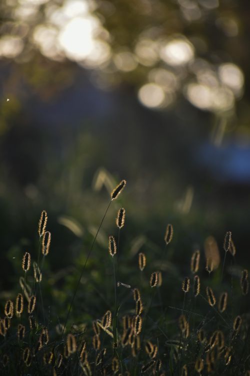 Free Close-up of grass seed heads with bokeh effect in natural sunlight, creating a serene atmosphere. Stock Photo