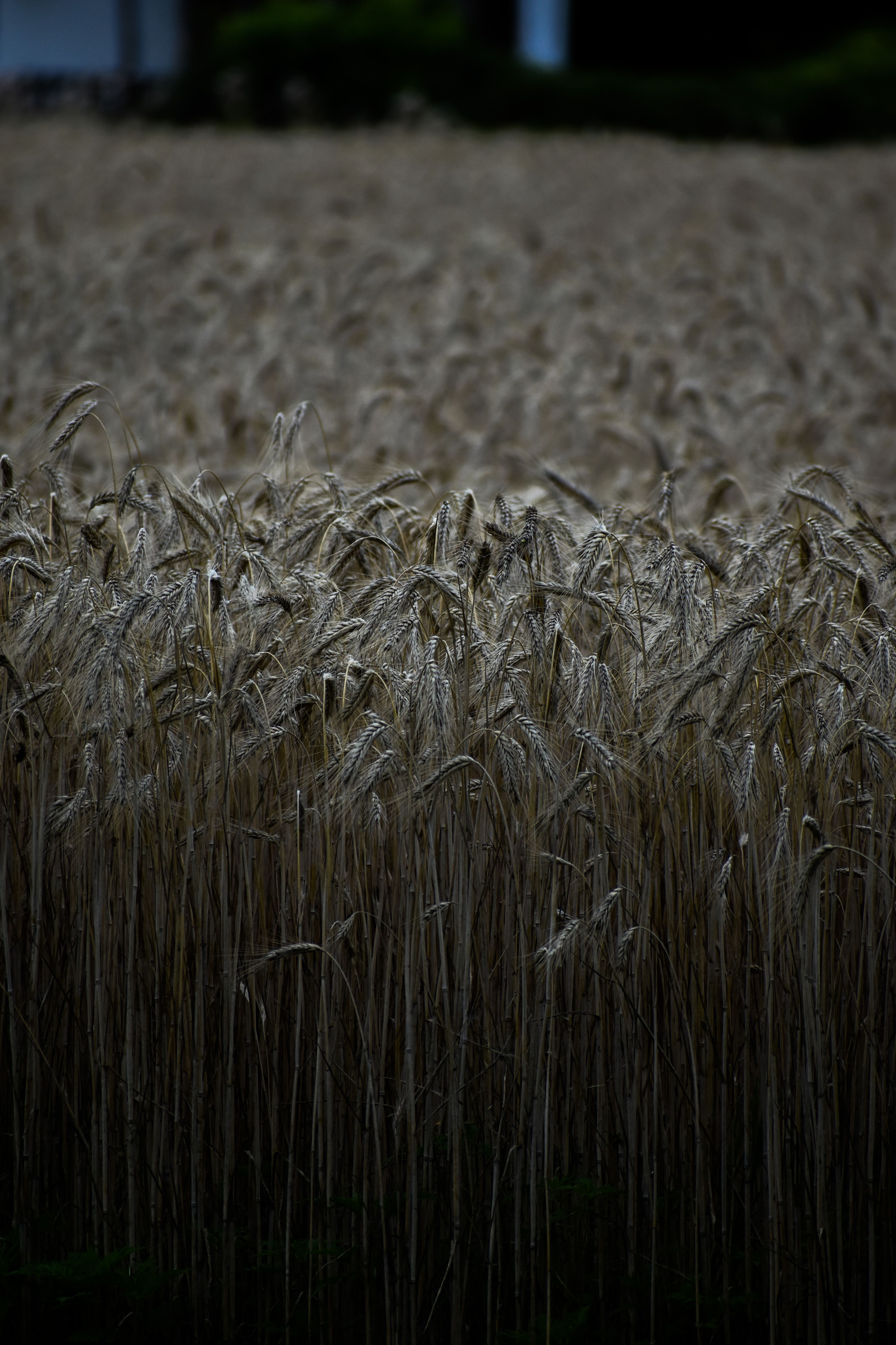 Fotomural Un campo de trigo exuberante y maduro brilla bajo la tenue luz del anochecer, mostrando la abundancia agrícola.