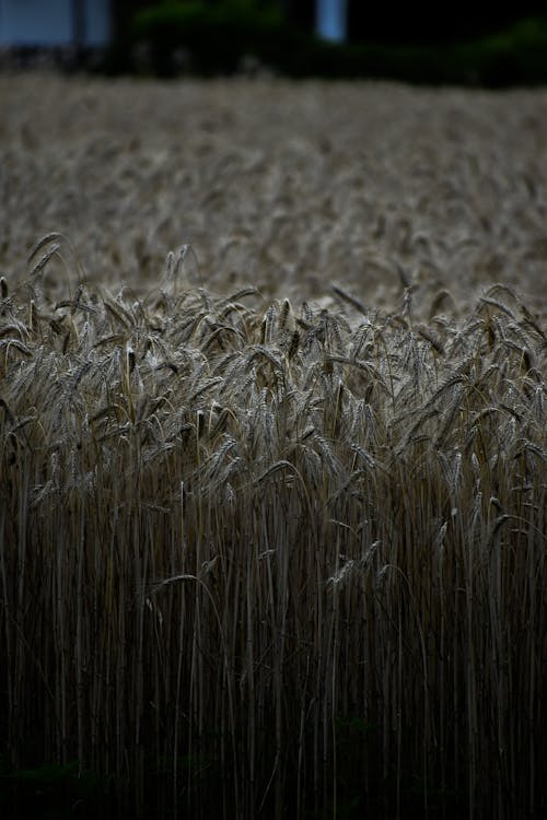 农业领域, 垂直拍摄, 大麥 的 免费素材图片