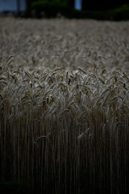 Fotomural Un campo de trigo exuberante y maduro brilla bajo la tenue luz del anochecer, mostrando la abundancia agrícola.