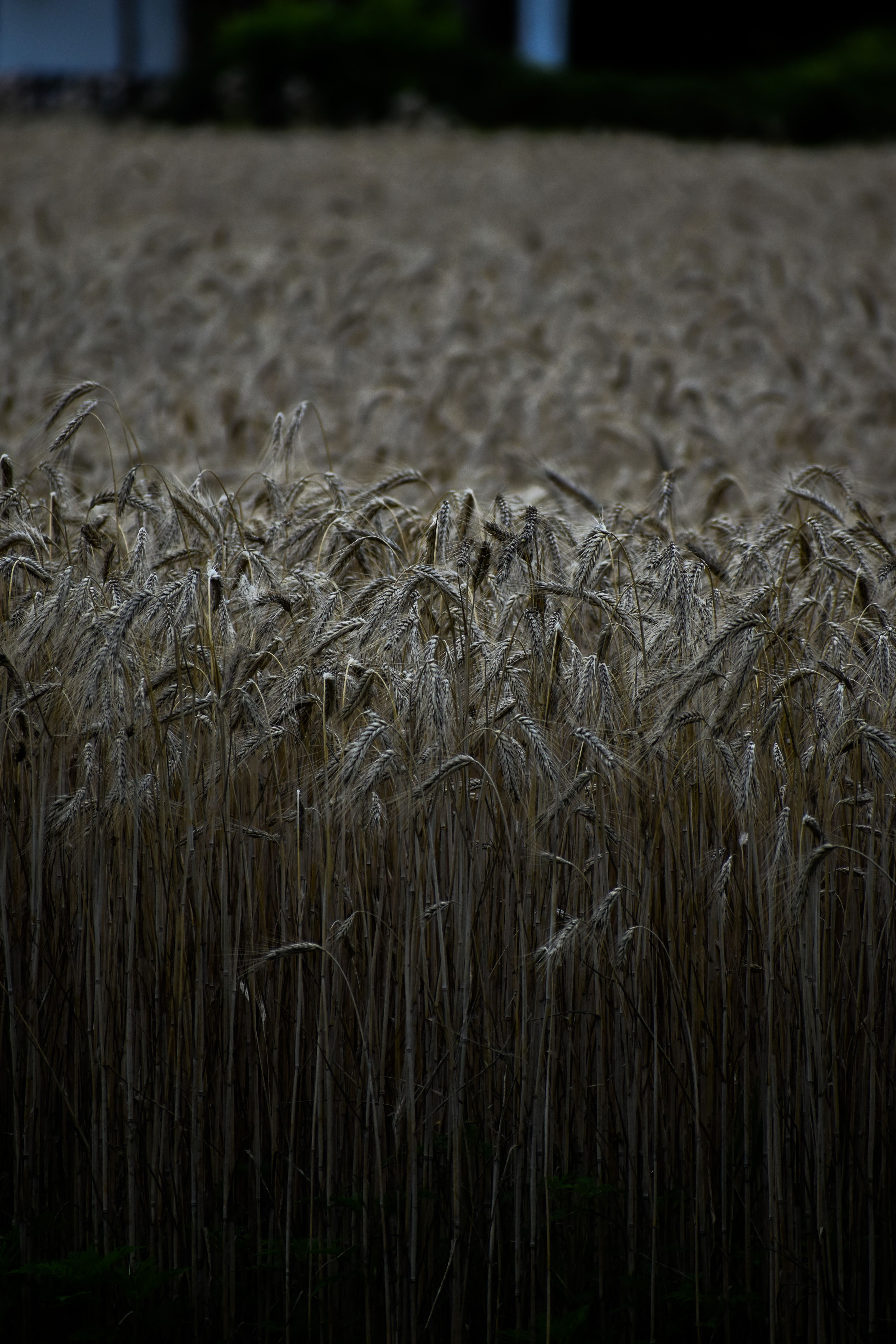 A ripe field of grain glowing at dusk