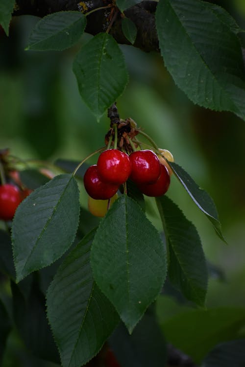 Cherries Hanging from a Tree